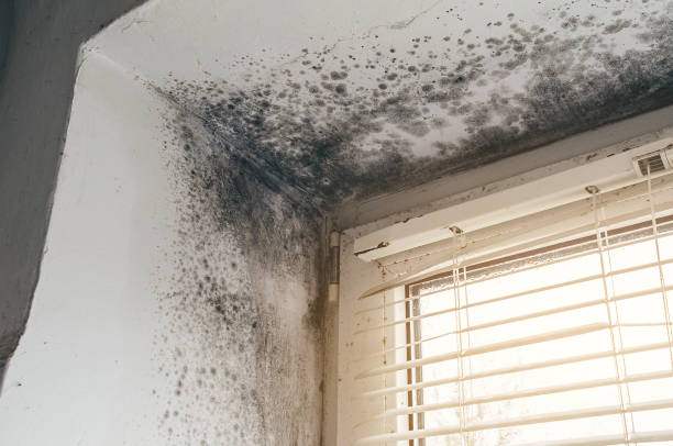 Affordable Mold Removal solutions in Annapolis, MD